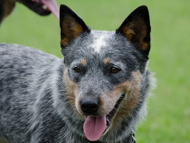 can a australian cattle dog live in south africa